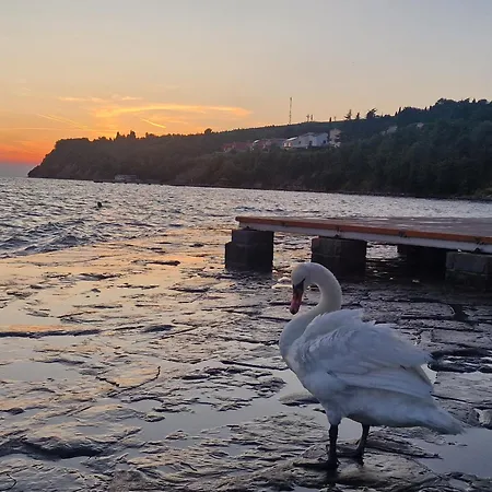 Lägenhet Apartma Na Razgledni Poti